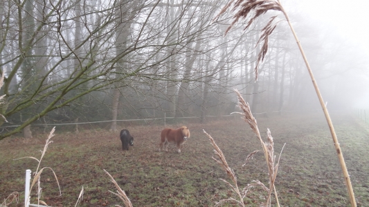 Die Sonne kommt durch
