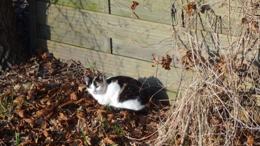 Eine Katze geniesst die Sonne.