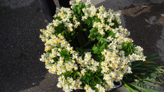 Duftende Mininarzissen auf dem Markt.