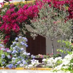 Blühende Terrassen in Pollenca.