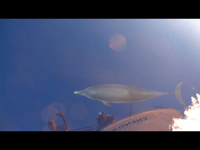 Delphin vor Sardinien
