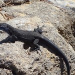 Diese Eidechsenart gibt es nur auf der Insel Cabrera.