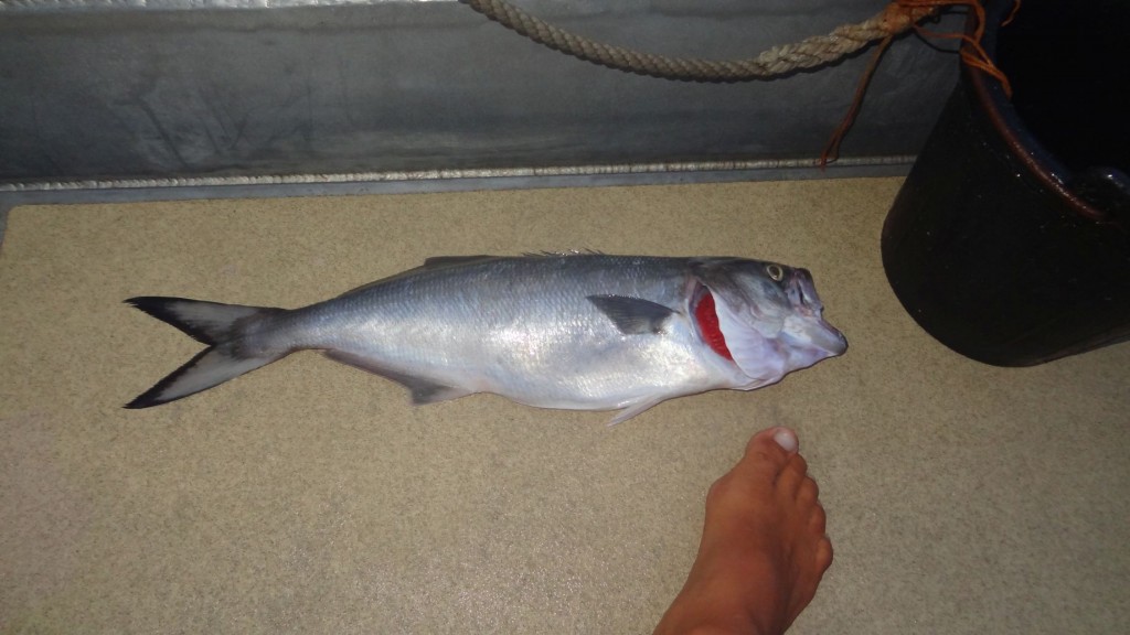 Ein Fisch, groß genug für 2 Malzeiten, aber für mich ungenießbar.