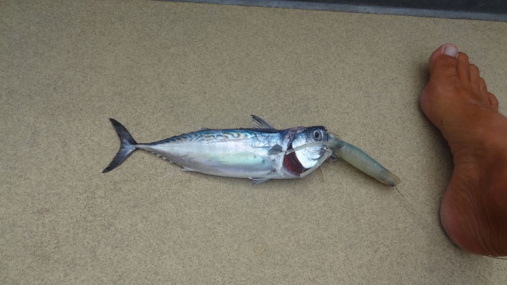 Übermut tut selten gut. Klein, aber lecker. Ich fand den kleinen Räuber ganz schön kess, dass der sich an so einen großen Köder herangetraut hat.