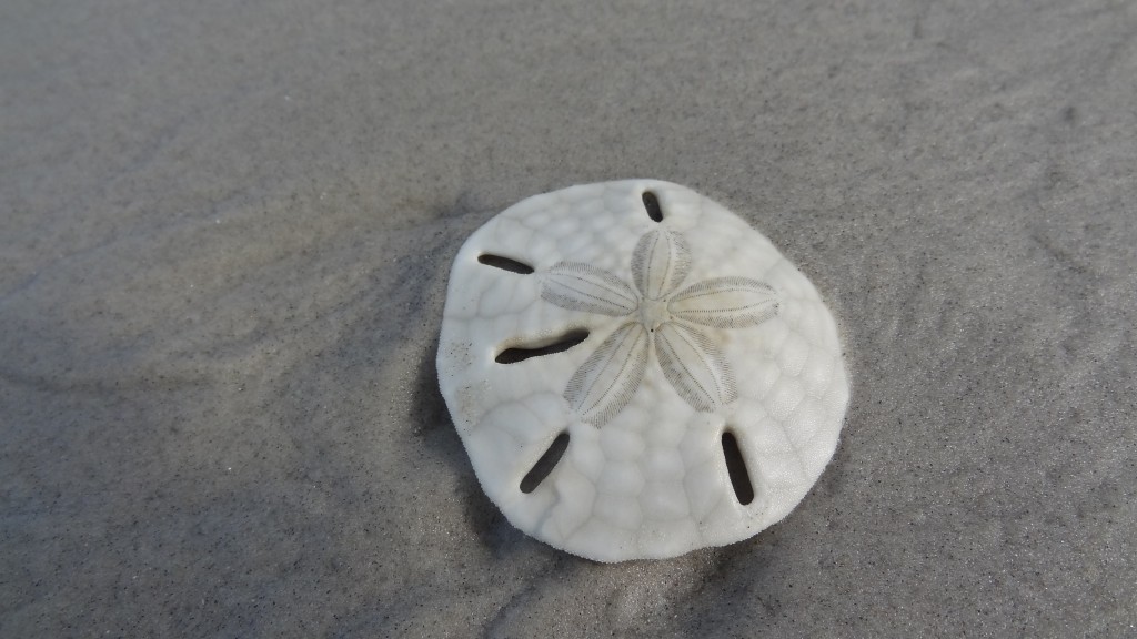 Strandgut auf der Ilha do Mel